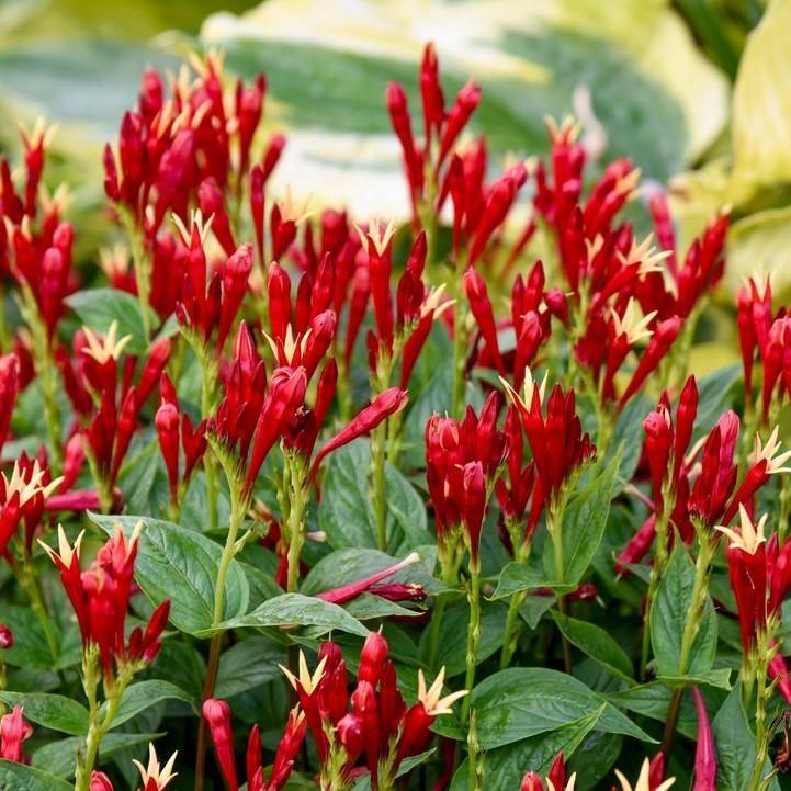 Spigelia marilandica - Apple Slices Indian Pink