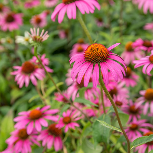 Echinacea purpurea - Ruby Star Echinacea