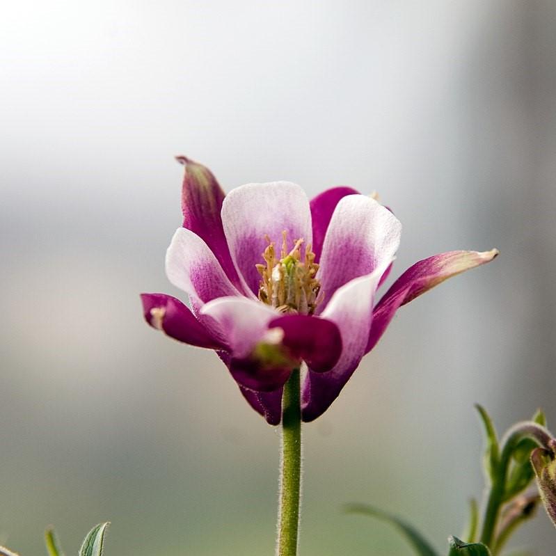 Aquilegia - Beidermeier Columbine