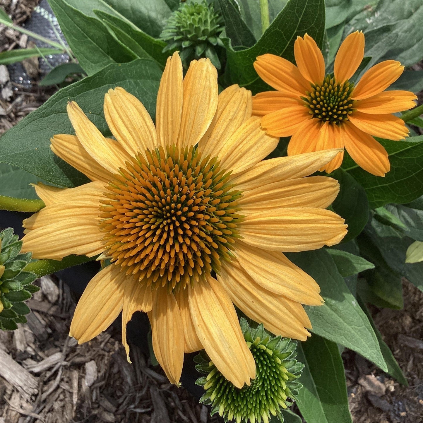 Echinacea purpurea - SunMagic® Vintage Mango Echinacea