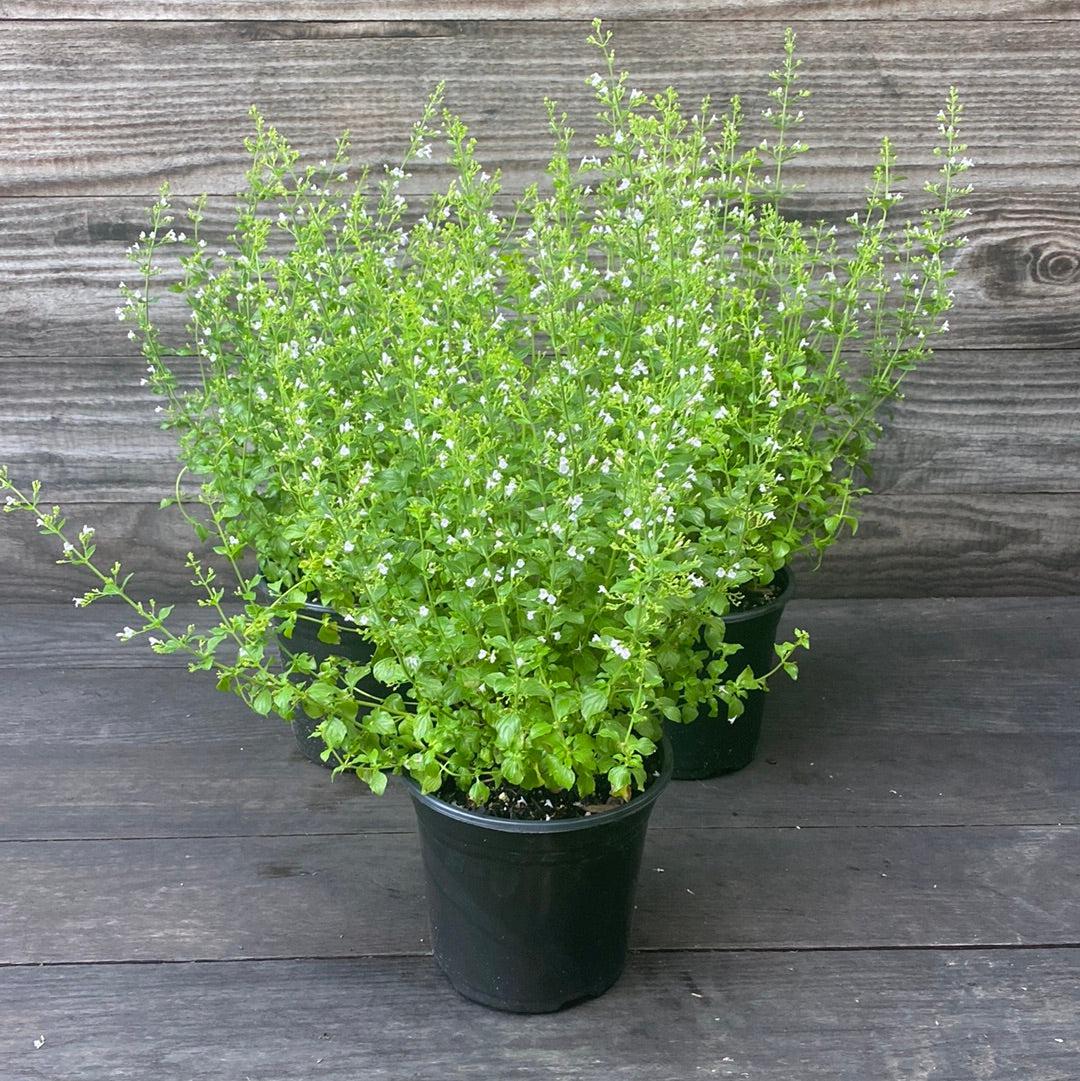Calamintha nepeta spp.  - Lesser Calamint