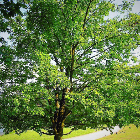 Acer saccharum  - Sugar Maple