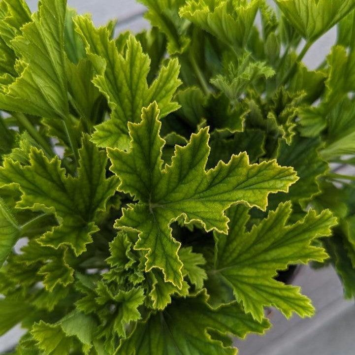 Pelargonium x - Orange Fizz Scented Geranium