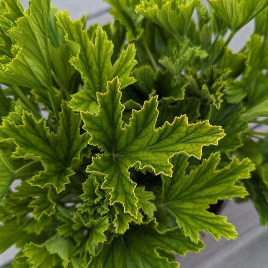 Pelargonium x - Orange Fizz Scented Geranium