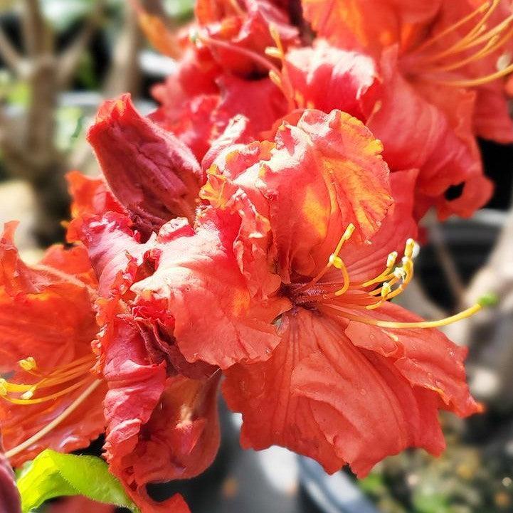 Red Demon Azalea