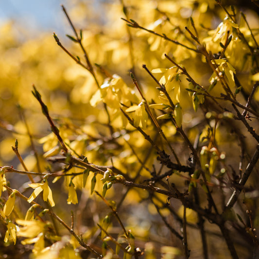 Forsythia x - Meadowlark Forsythia