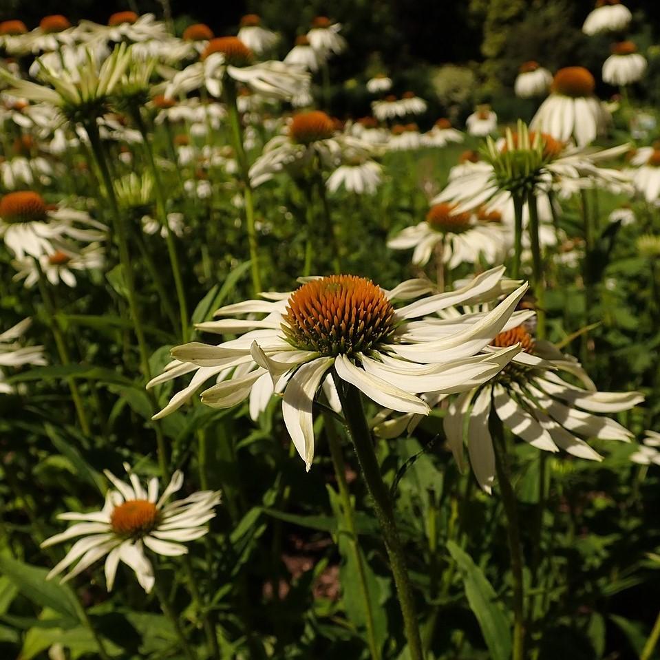 Echinacea purpurea - White Swan Echinacea, Coneflower