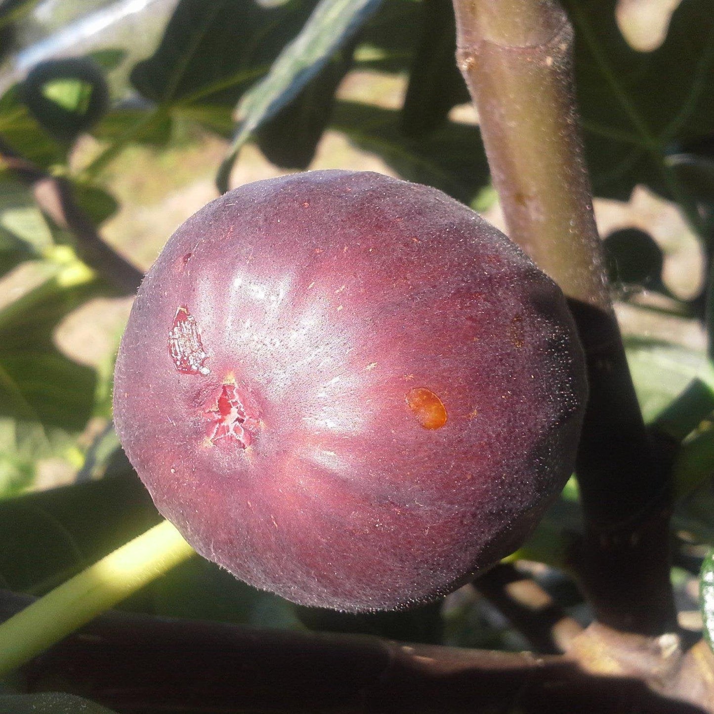 Ficus carica - Chicago Hardy Fig