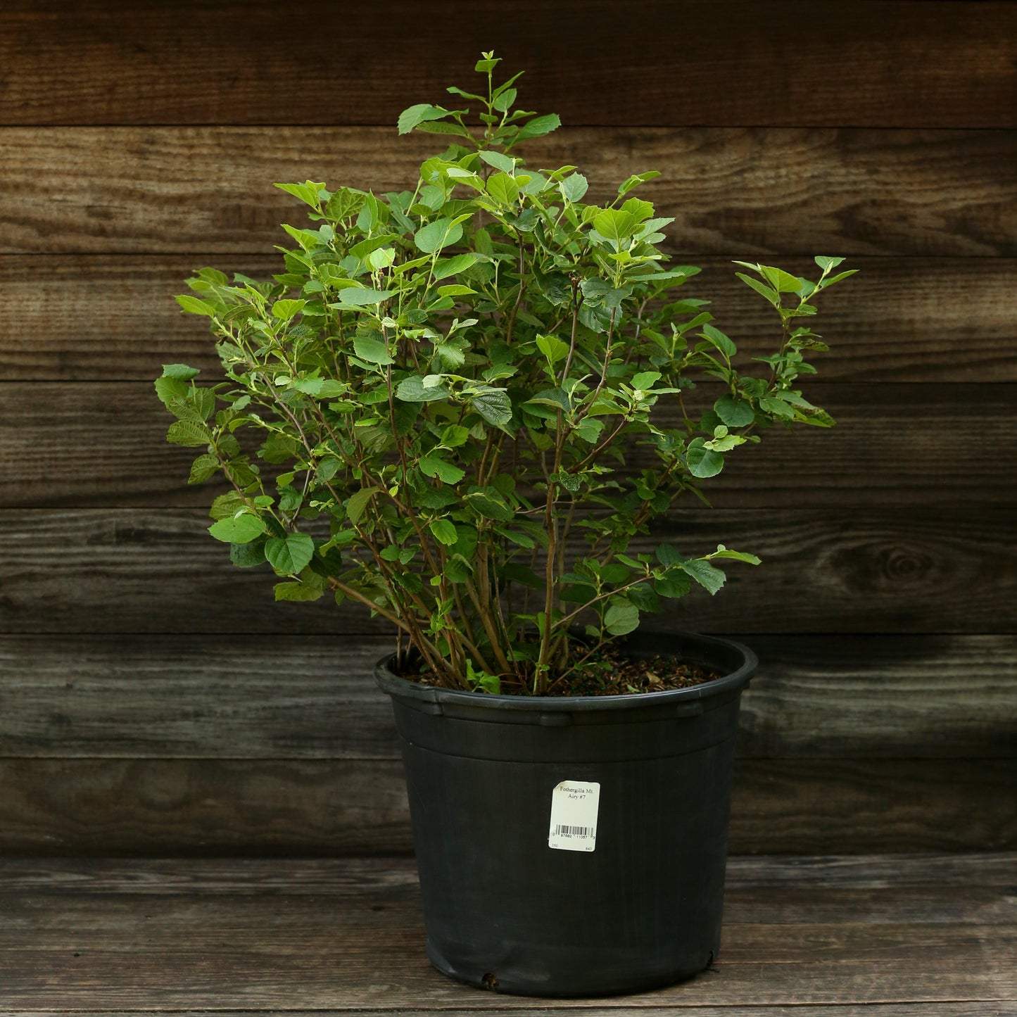 Fothergilla major - Mount Airy Fothergilla