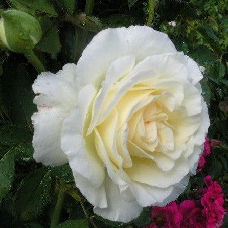 Rosa - First Editions® The Finest™ Rose