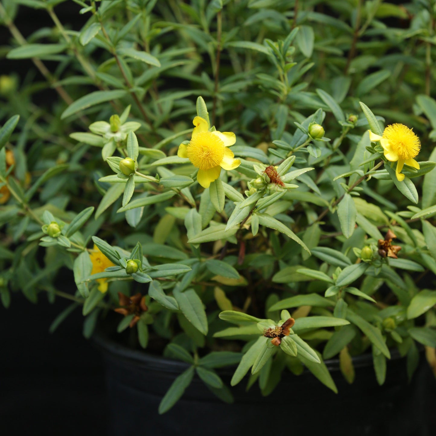 Hypericum frondosum - Sunburst St. John's Wort