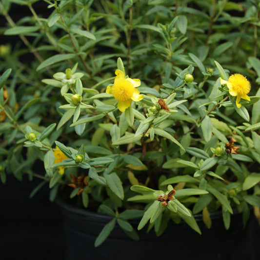 Hypericum frondosum - Sunburst St. John's Wort