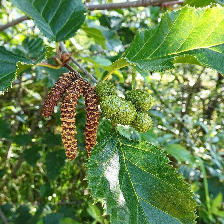 Betula papyrifera  - Paper Birch