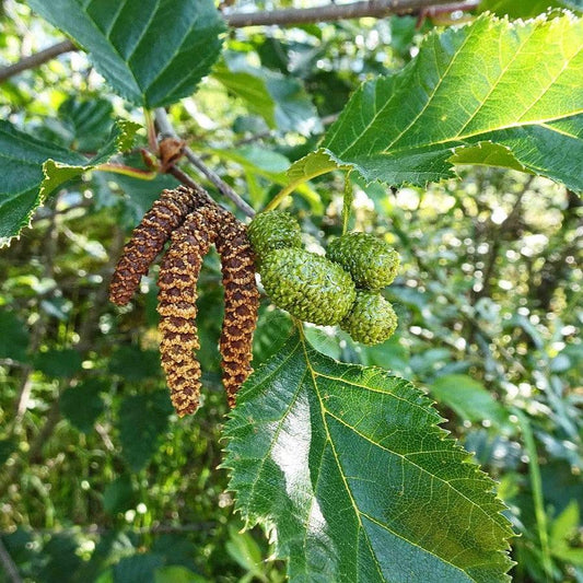Betula papyrifera  - Paper Birch