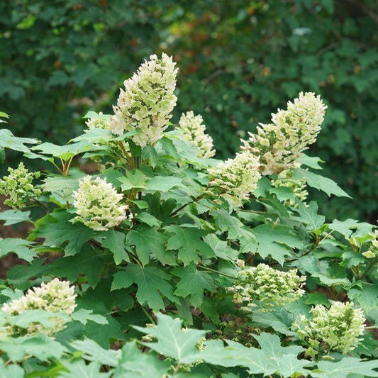 Hydrangea quercifolia - PW® Gatsby Glow Ball® Hydrangea