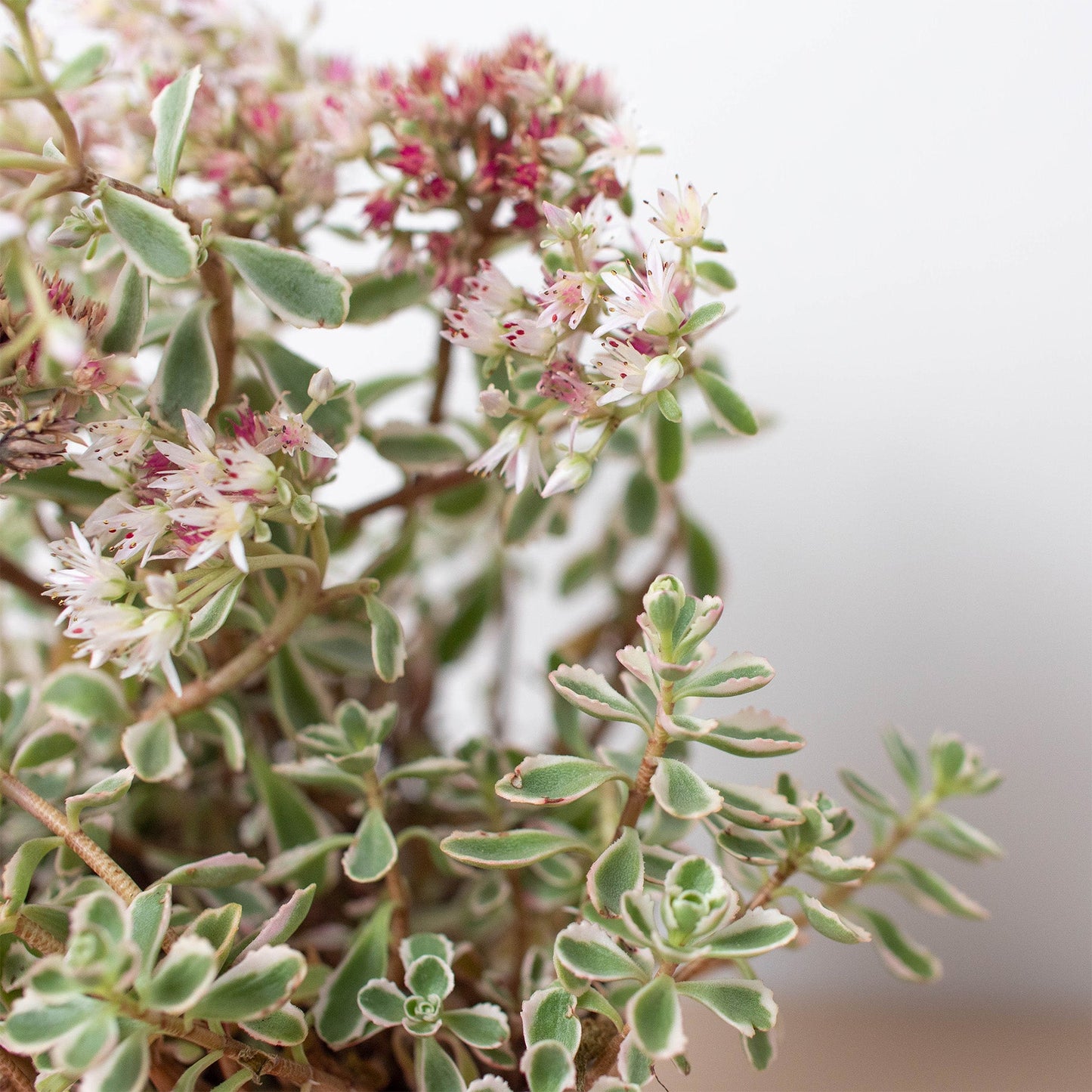 Sedum Tricolor
