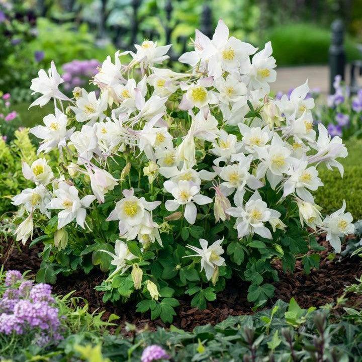 Aquilegia - Earlybird™ White Columbine