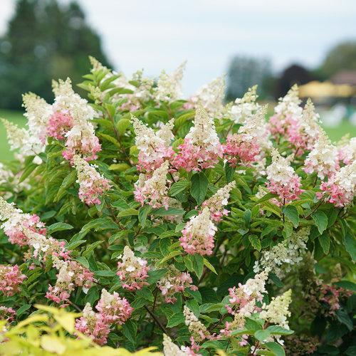 Hydrangea paniculata - Pinky Winky® Hydrangea