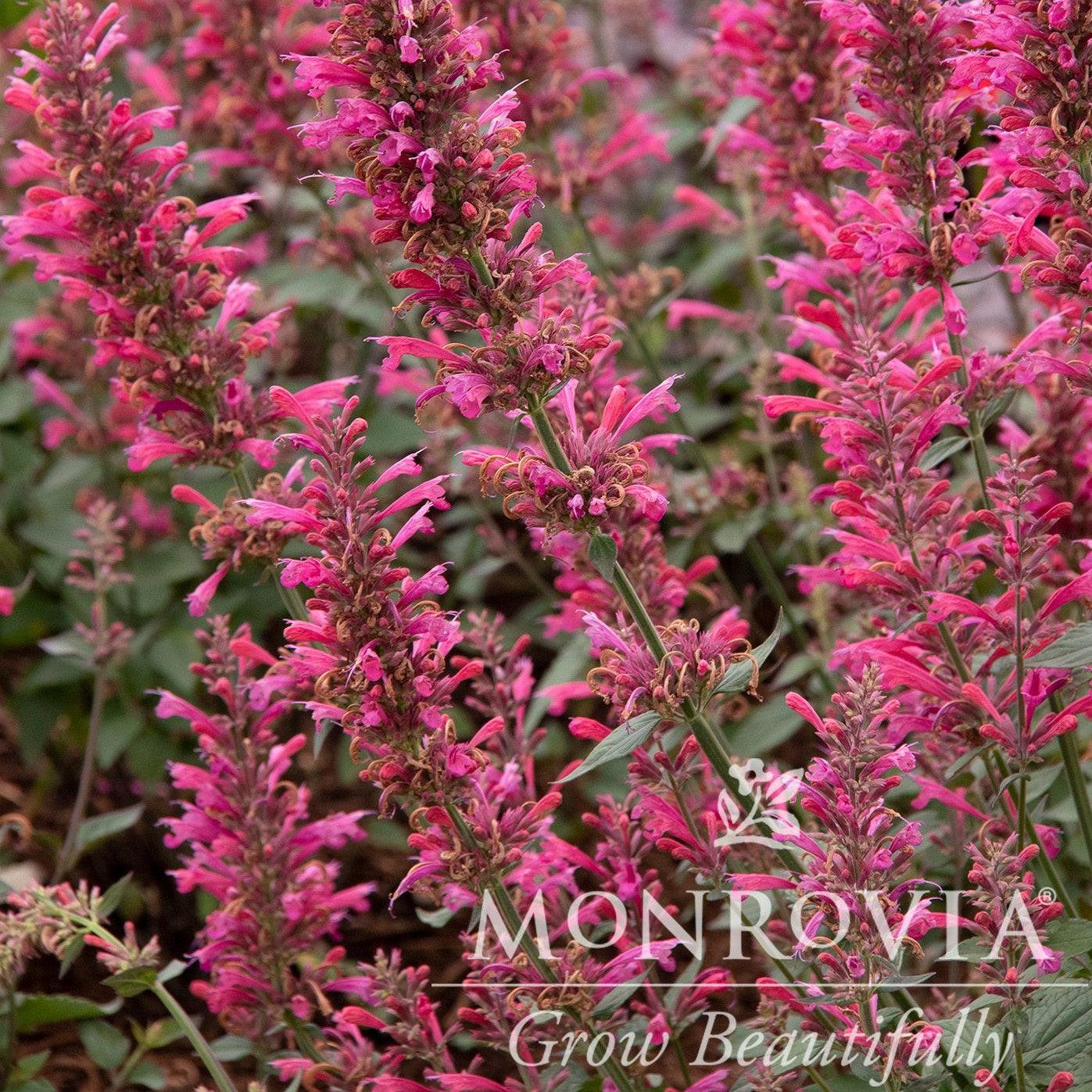 Agastache - Morello Hyssop