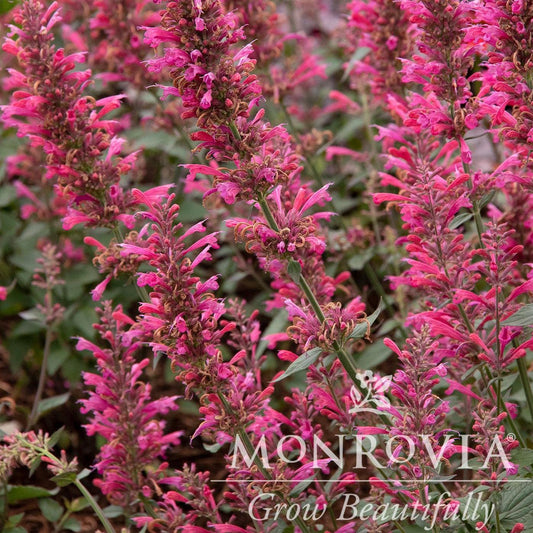 Agastache - Morello Hyssop