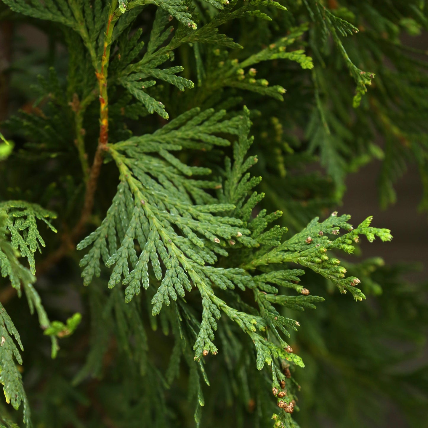 Thuja standishii x plicata - Green Giant Arborvitae