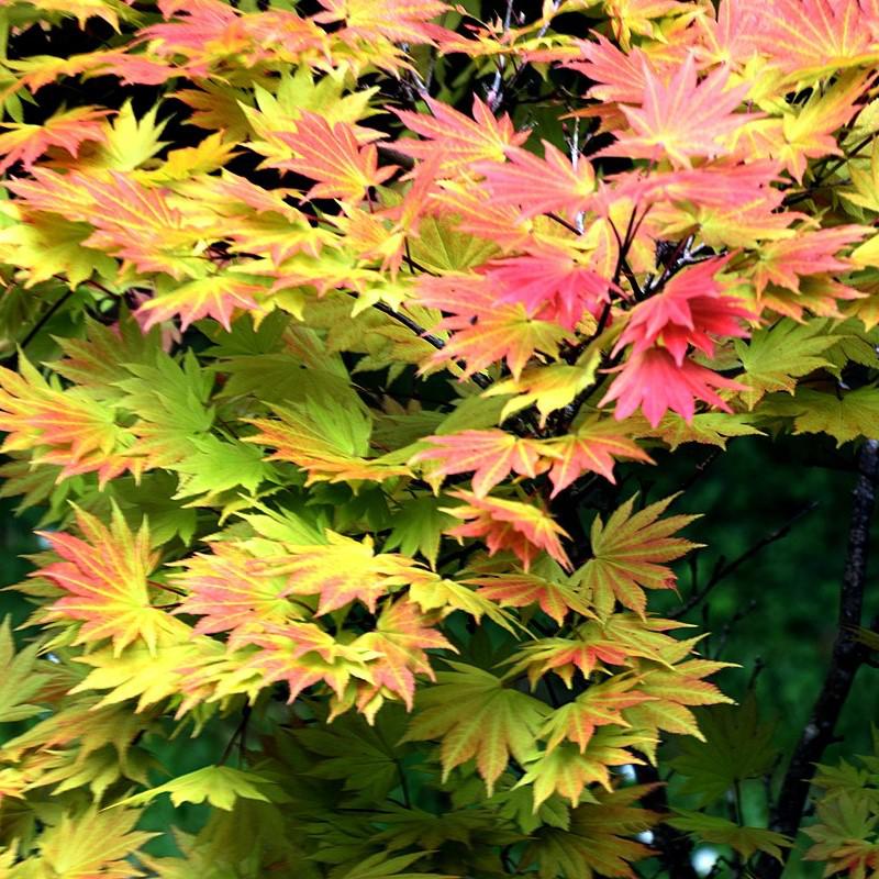 Acer shirasawanum - Autumn Moon Japanese Maple