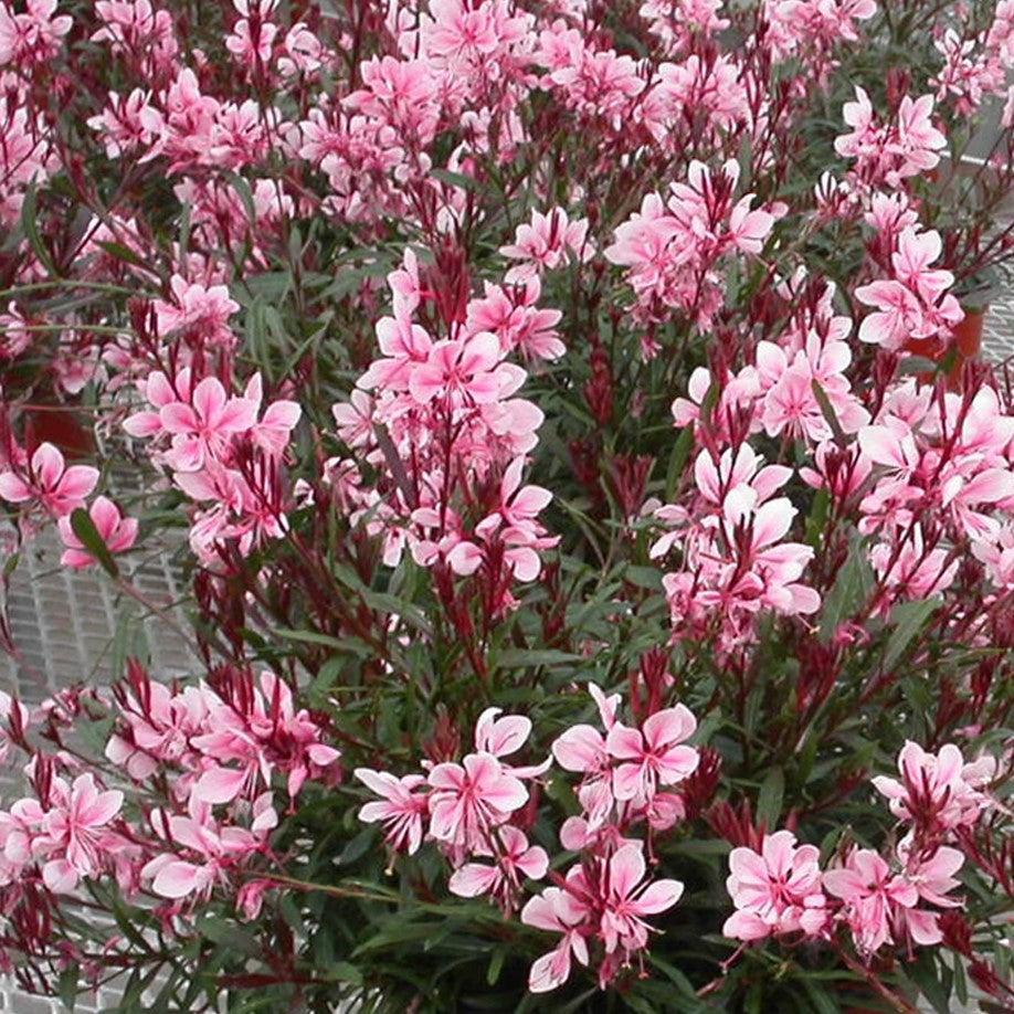 Gaura lindheimeri - Passionate Blush™ Gaura