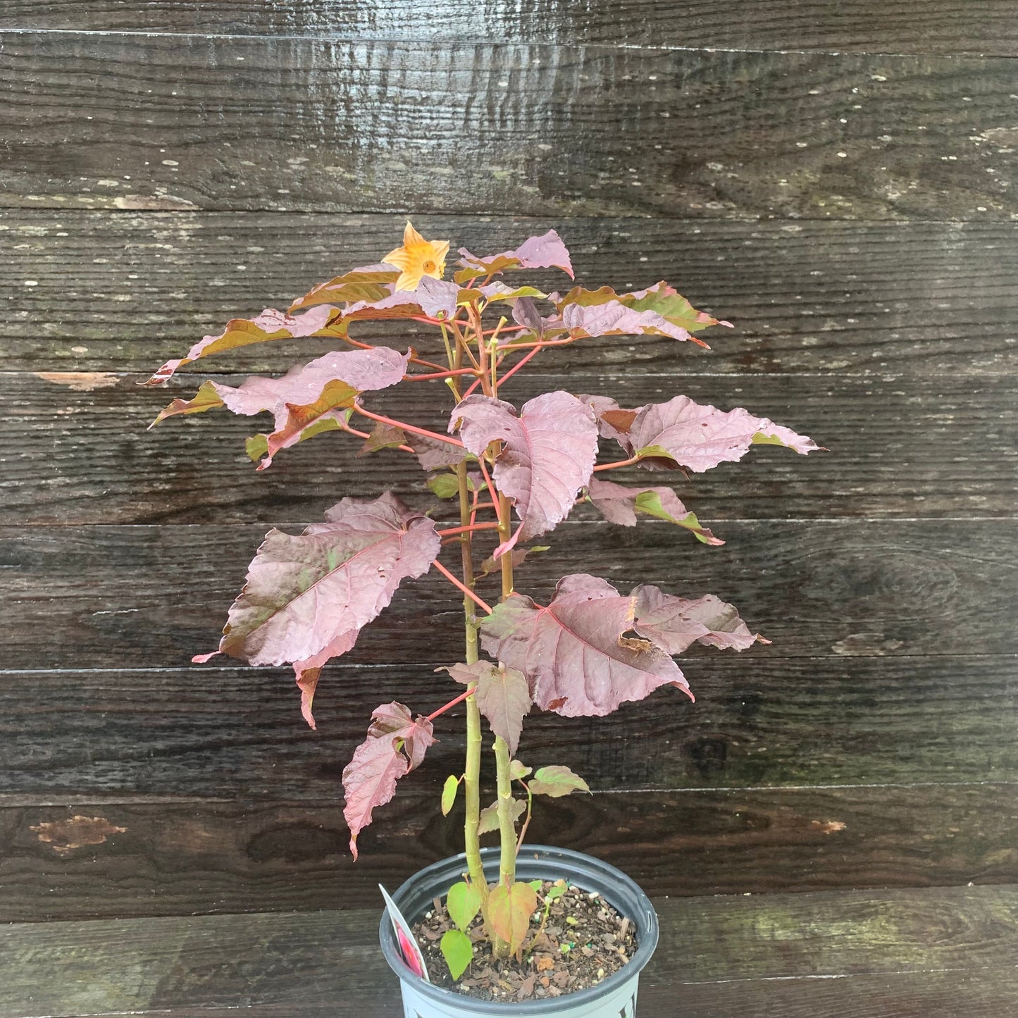 Hibiscus - Summerific® Edge of Night Hibiscus