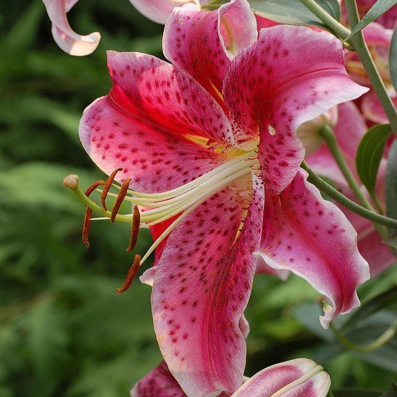 Lilium - Stargazer Oriental Lily
