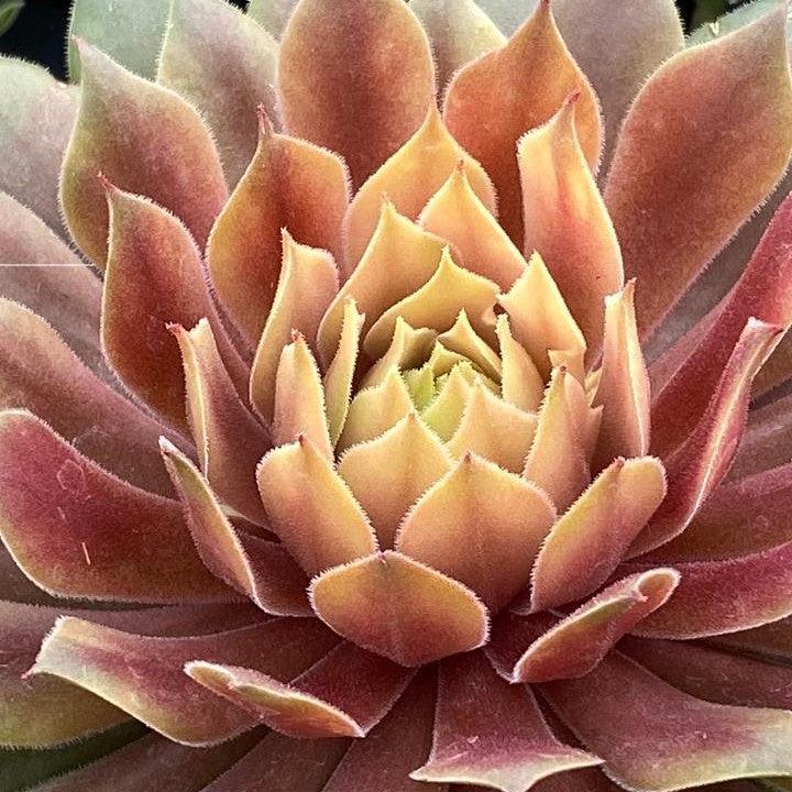 Sempervivum - Chick Charms® Lemon Waves Hens and Chicks