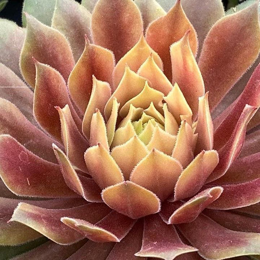 Sempervivum - Chick Charms® Lemon Waves Hens and Chicks