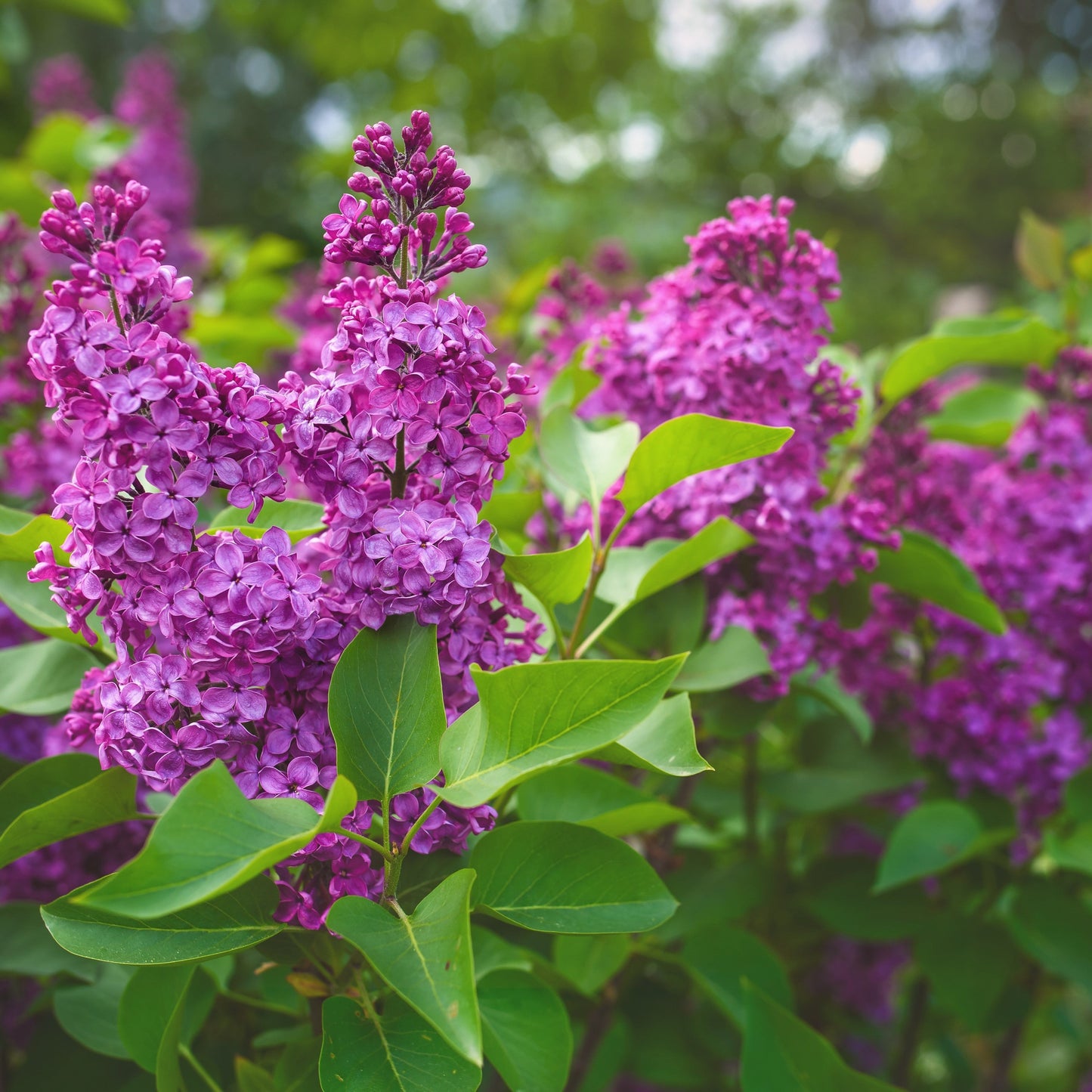 Syringa vulgaris - Yankee Doodle Lilac