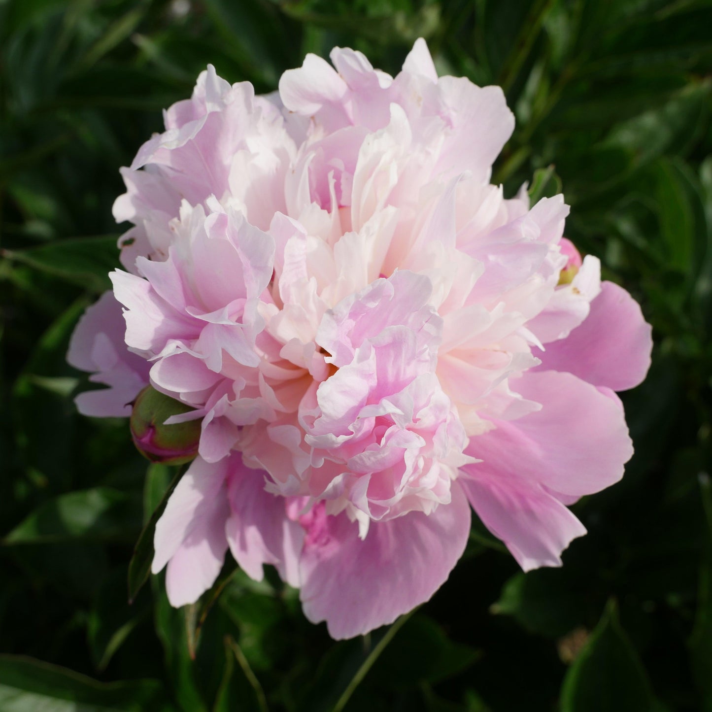 Paeonia - Emile Debatene Peony
