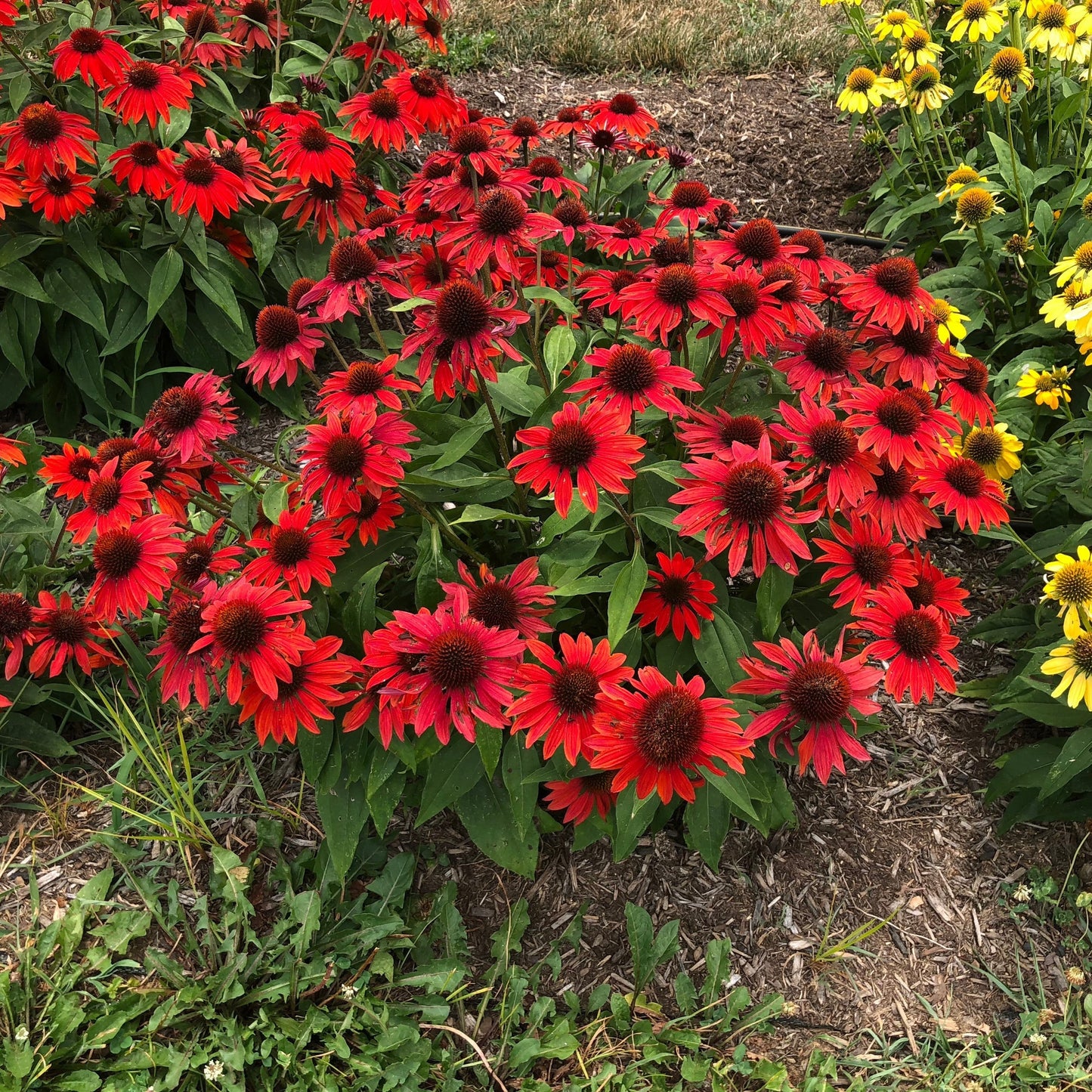 Echinacea x - Sombrero® Sangrita Coneflower