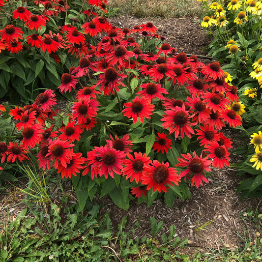 Echinacea x - Sombrero® Sangrita Coneflower