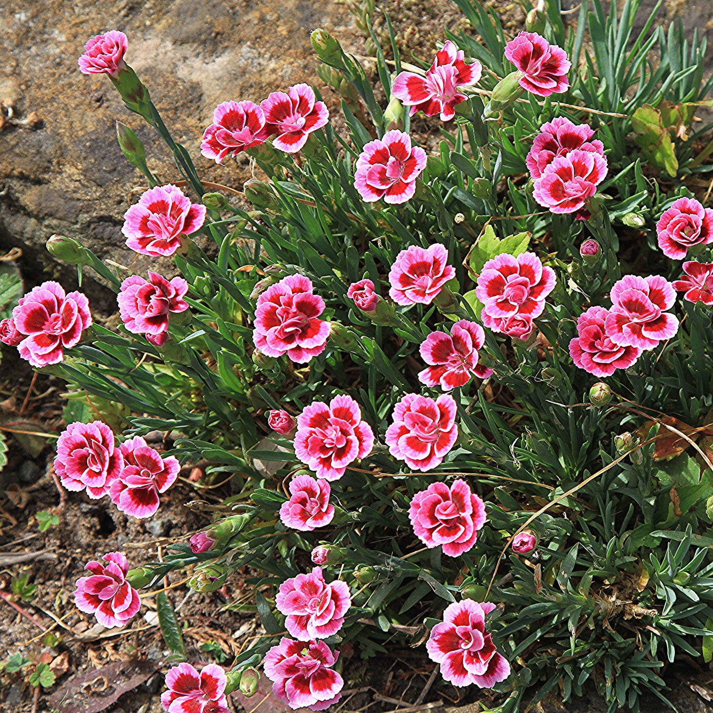 Dianthus plumaris - Delilah™ Bicolor Purple Dianthus