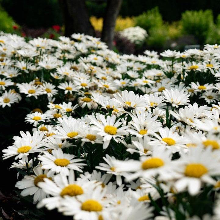Leucanthemum x superbum - Ooh La™ LaGrande Shasta Daisy
