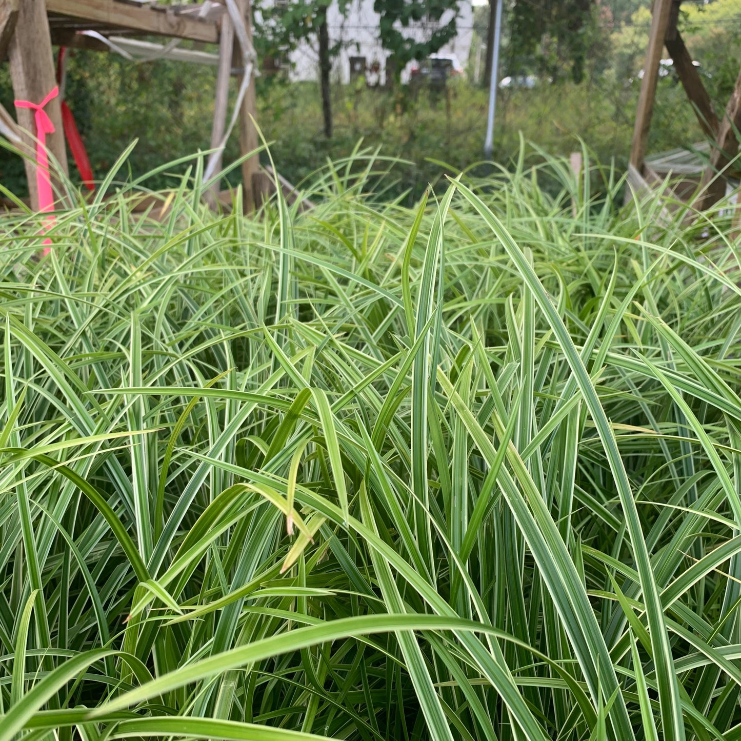 Carex morrowii - Ice Dance Sedge