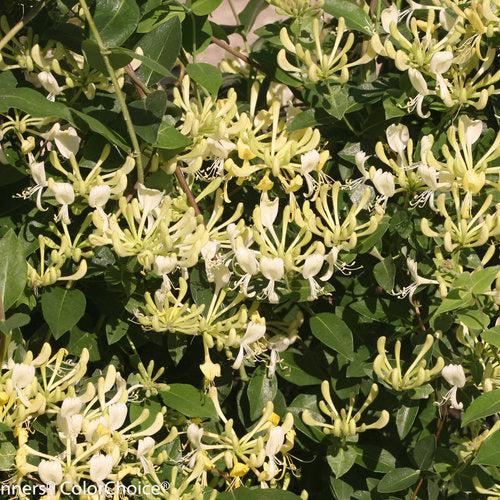 Lonicera periclymenum - Scentsation Honeysuckle