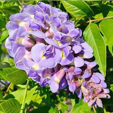 Wisteria frutescens - Amethyst Falls Wisteria