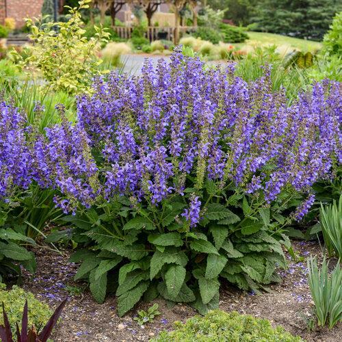 Salvia - Living Large® Big Sky Salvia
