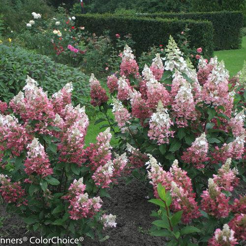 Hydrangea paniculata - Pinky Winky® Hydrangea