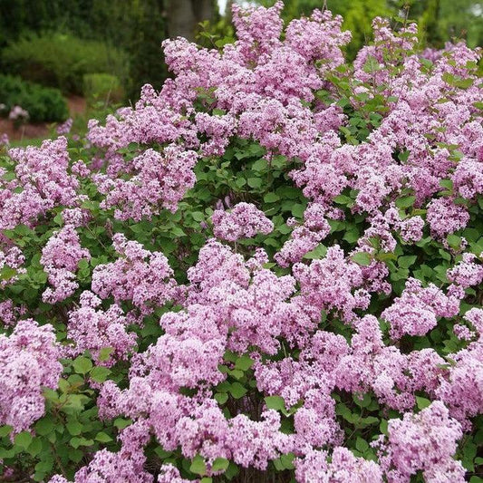 Syringa x - Bloomerang® Purpink Lilac
