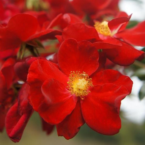 Rosa - Flower Carpet® Red Rose