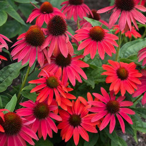 Echinacea - PW® Summersong™ Firefinch™ Coneflower