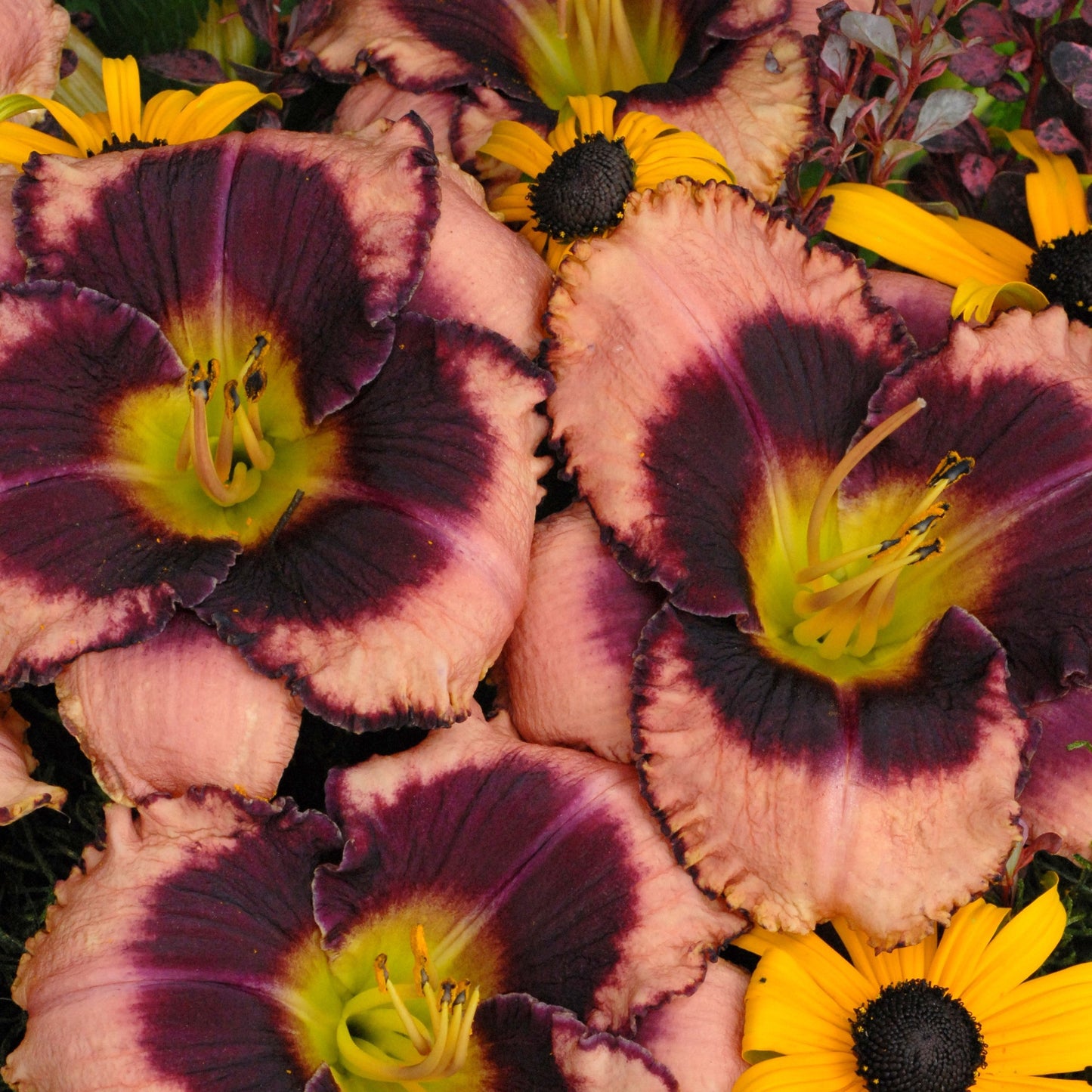 Hemerocallis Daring Deception Daylily