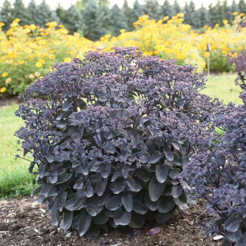Sedum - Rock 'N Grow® Back In Black Stonecrop
