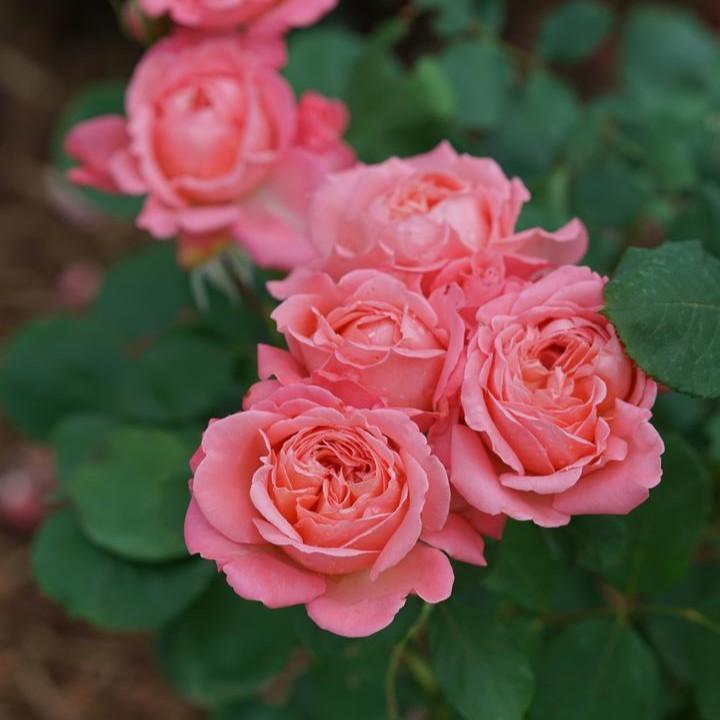 Rosa x - Reminiscent™ Coral Rose