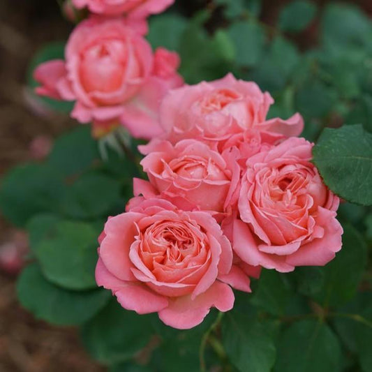 Rosa x - Reminiscent™ Coral Rose