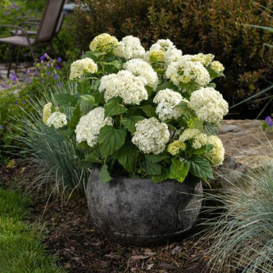 Hydrangea arborescens - First Editions® FlowerFull™ Smooth Hydrangea